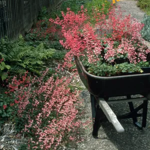 Heuchera cv. Canyon Quartet series (cv. Duet, cv. Belle,cv. Chimes, cv. Melody), SBBG cultivar, Plant Introduction Program