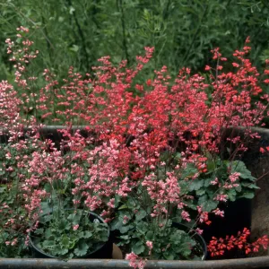 Heuchera cv. Canyon Quartet series (cv. Duet, cv. Belle,cv. Chimes, cv. Melody), SBBG cultivar, Plant Introduction Program