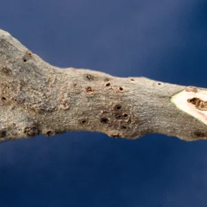 Plant Pests and Diseases, Twig gall caused by Callirhytis crypta, Oak