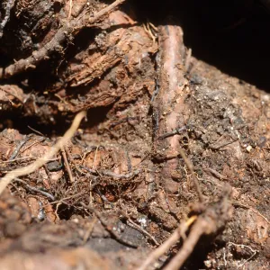 Plant Pests and Diseases, Armillaria mellea, Peach