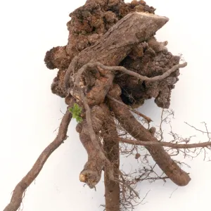 Plant Pests and Diseases, Crown gall, Cherry
