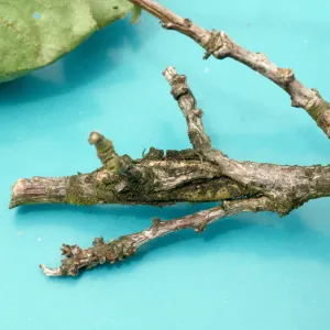 Plant Pests and Diseases, Brown rot canker, Apricot