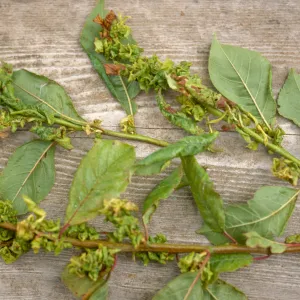 Plant Pests and Diseases, Herbicide or aphid, Plum