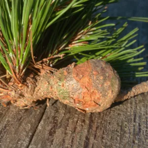 Plant Pests and Diseases, Western gall rust, Pine