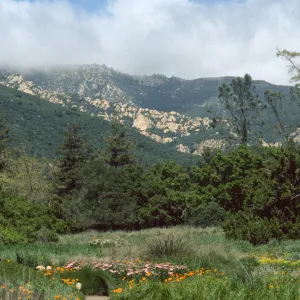 SBBG Meadow, Santa Ynez Mountains