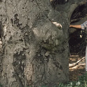 Paul Huebner, live oak Hollister Ranch (Coastal Live Oak)