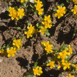 Eriophyllum multicaule