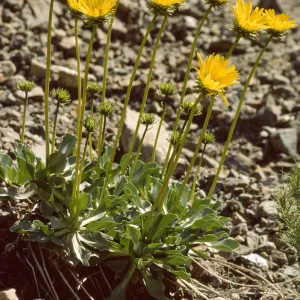 Enceliopsis argophylla