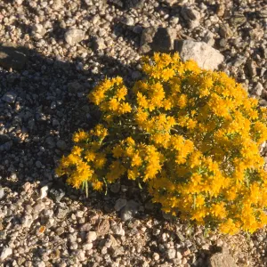 Pectis papposa