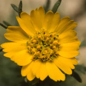 Deinandra increscens villosa