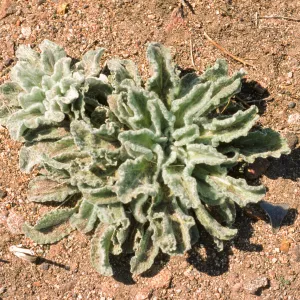 Hulsea californica