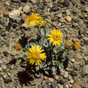 Hulsea vestita vestita