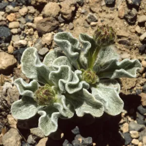 Hulsea vestita vestita