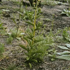 Hulsea mexicana