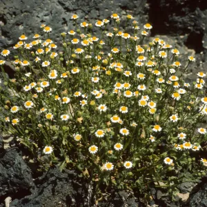 Perityle emoryi