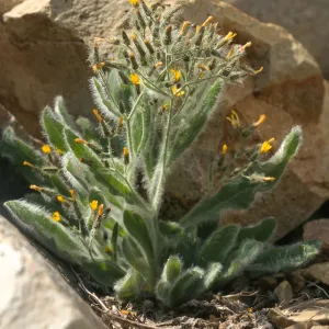 Hieracium horridum
