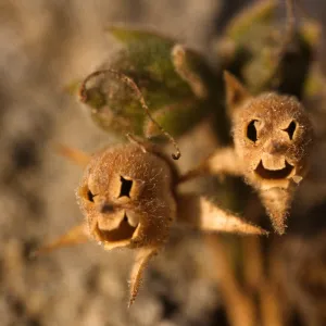 Gambelia speciosa fruits