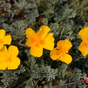 Eschscholzia californica
