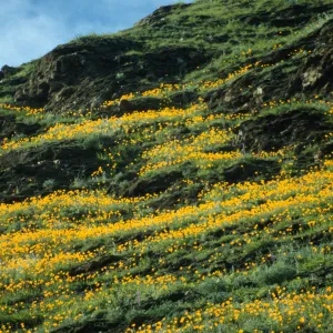 Eschscholzia (California Poppy)