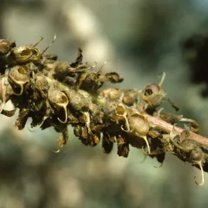 Ventura marsh milkvetch, Astragalus pycnostachyus var. lanosissimus, fruiting inflorescence, SBBG conservation, CPC plant