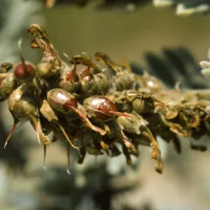 Ventura marsh milkvetch, Astragalus pycnostachyus var. lanosissimus, fruiting inflorescence, SBBG conservation, CPC plant