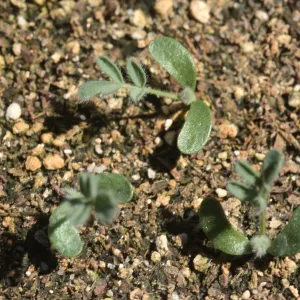 Ventura marsh milkvetch, Astragalus pycnostachyus var. lanosissimus, seedlings, SBBG conservation, CPC plant