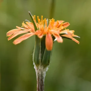 Agoseris aurantiaca