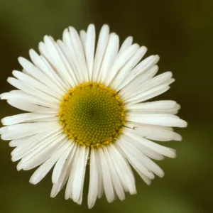 Erigeron coulteri