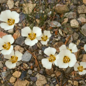 Calochortus leichtlinii