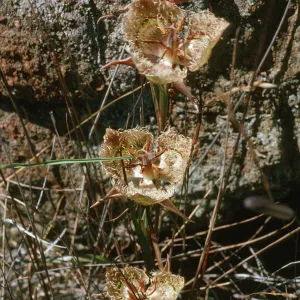 Calochortus tiburonensis