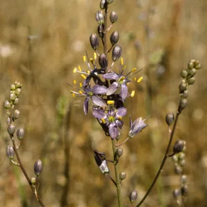 chlorogalum purpureum purpureum