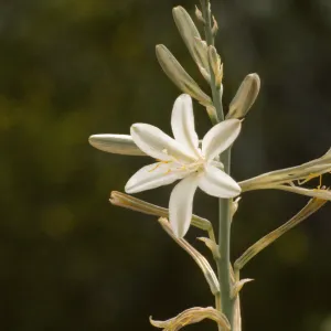 Hesperocallis undulata