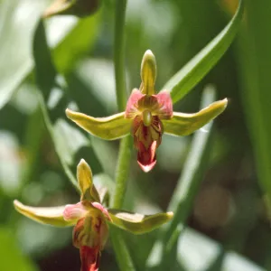 Epipactis gigantea