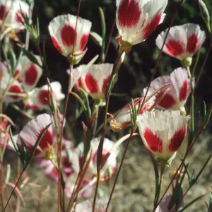Clarkia speciosa