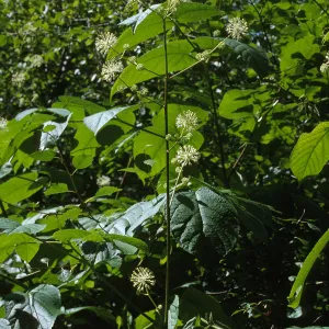 Aralia californica