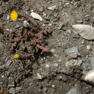 Malacothrix indecora