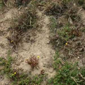 Malacothrix indecora