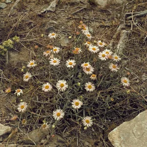 Erigeron parishii