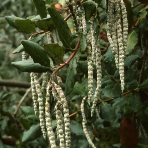 Garrya elliptica