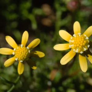 Blennosperma nanum