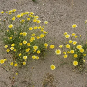 Malacothrix californica