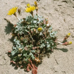 Malacothrix incana