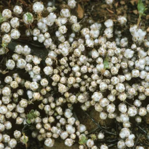 Psilocarphus tenellus