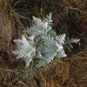 Constancea nevinii (Eriophyllum nevinii)