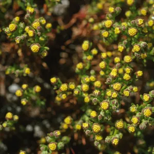 Amblyopappus pusillus
