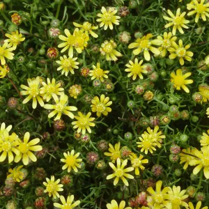 Blennosperma nanum