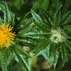 Carthamus tinctorius