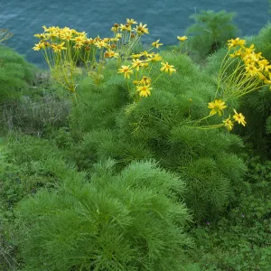 Coreopsis gigantea