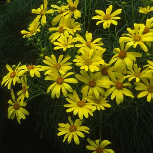 Coreopsis gigantea