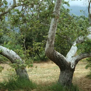 Platanus racemosa